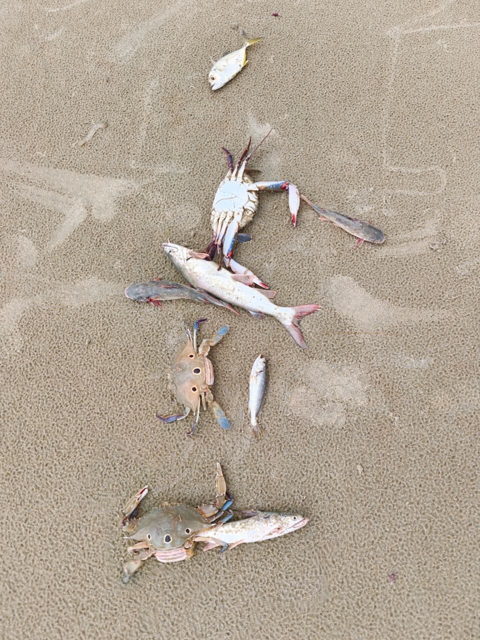 Fish and crabs on wet sand after fishing at Mercure Goa Devaaya