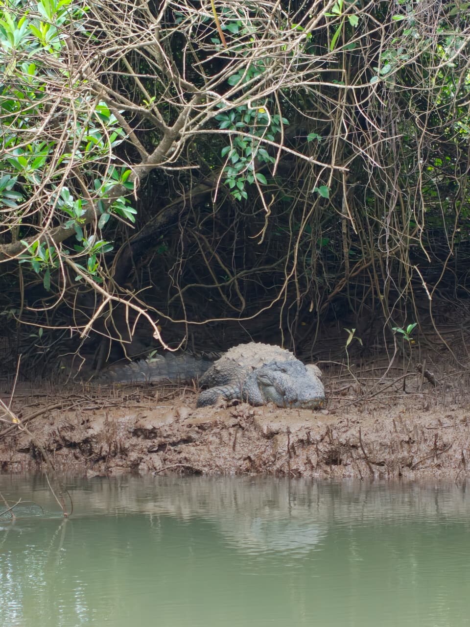 Crocodile on a muddy riverbank spotted during a Mercure boat ride