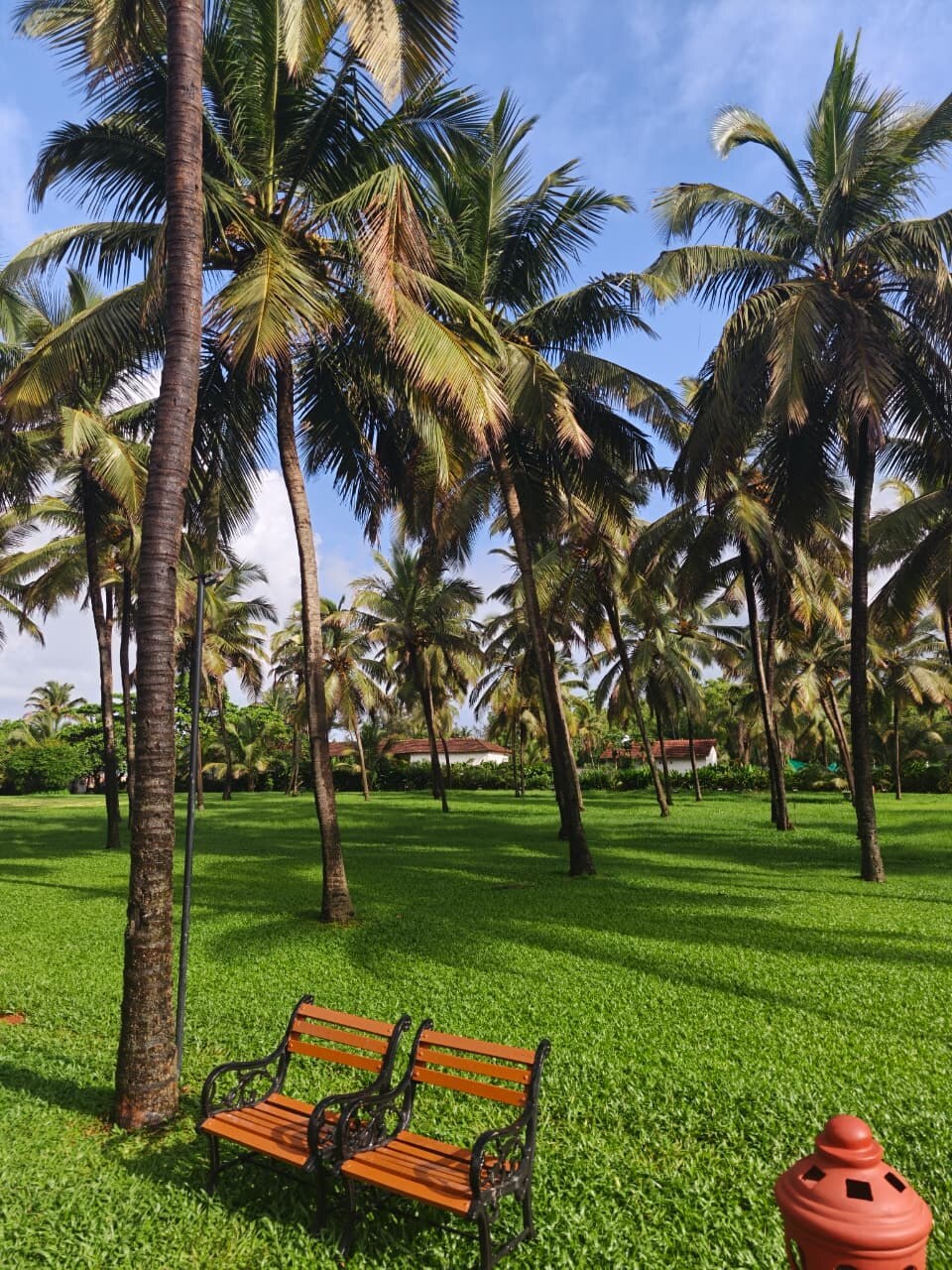 Palm lawn and benches at Dona Sylvia